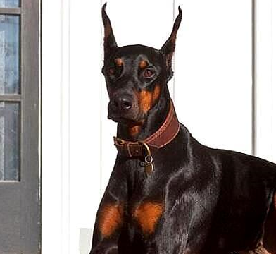 你知道警犬界四大天王吗?杜宾犬,四大天王之一_主人_人类_蔬菜