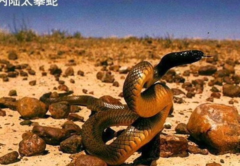 原创在我国最毒的蛇是哪种它能在世界毒蛇名号里排第几名