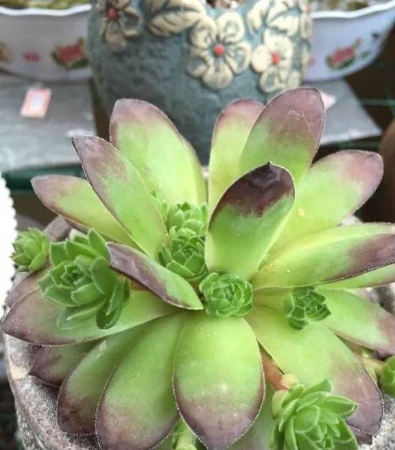 原创商家把多肉染成七彩色还撒层金粉连玉露都没逃过毒手