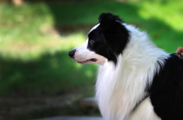 原创边境牧羊犬智商第一的狗也是问题多多的犬种只适合老司机
