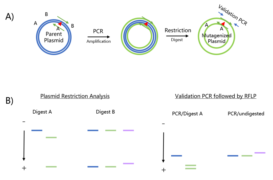 技术丨定点突变技术的常见实验方案及小技巧