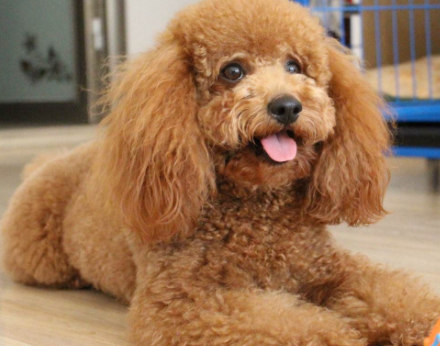 原创泰迪爱咬人该怎么办铲屎官做好这些就不用担心泰迪需认真教育