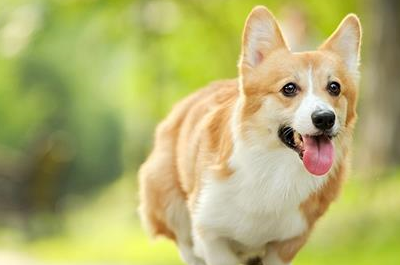 原创养宠知识柯基幼犬能长期吃钙片吗幼犬柯基能不能长期吃钙