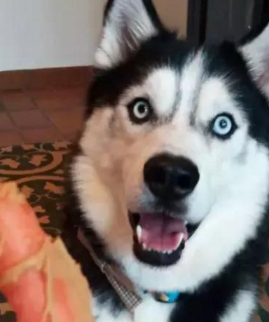 隔壁拉布拉多生了小狗后家里的哈士奇赖在人家赶人赶不走