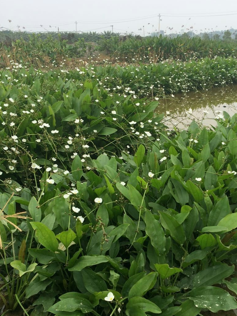 泽泻的这些禁忌你真的知道吗?