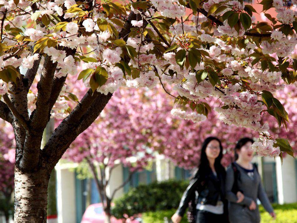 国内以樱花著称的大学:除了武汉大学之外,还有这四座!