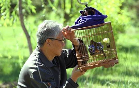 原创如何饲养画眉鸟饲养画眉鸟的方法