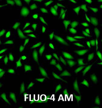 百萤生物今日推荐最好用的fluo8钙离子指示剂