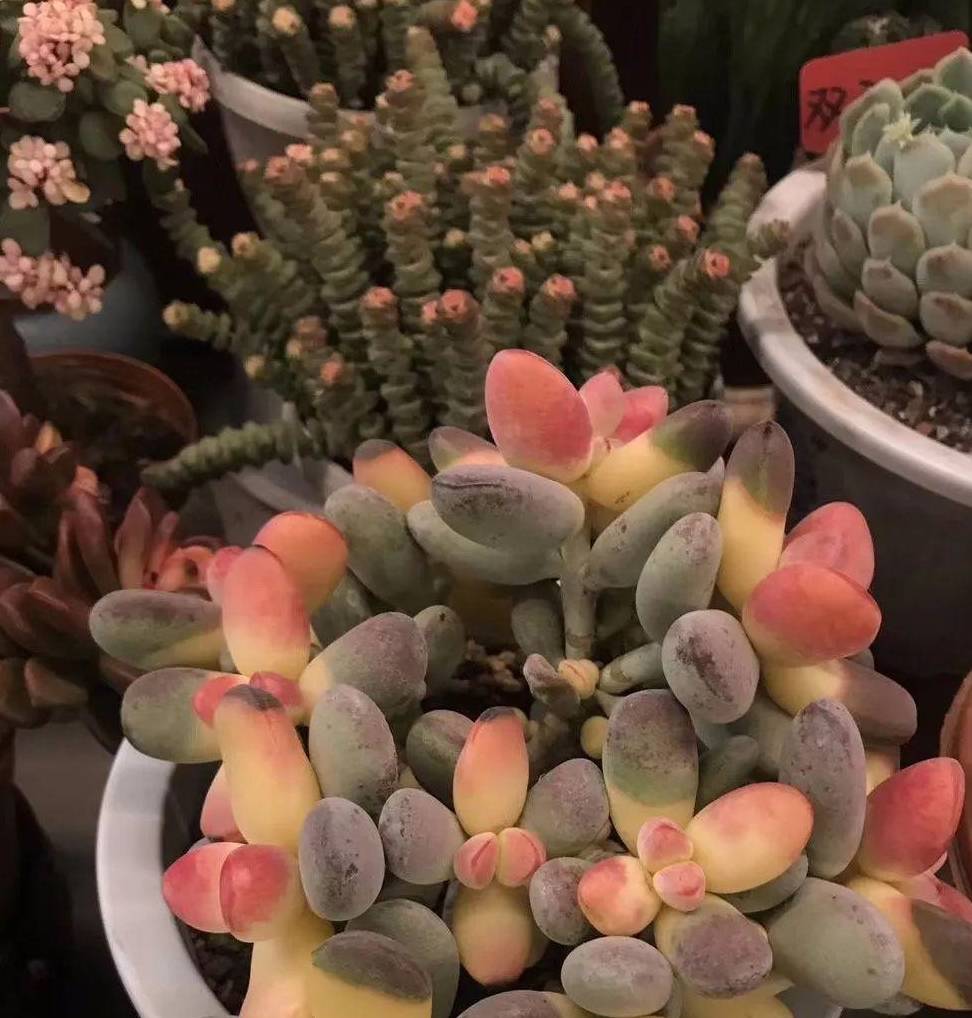 原创商家把多肉染成七彩色还撒层金粉连玉露都没逃过毒手