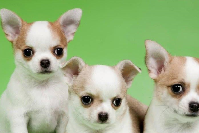 吉娃娃真的好养吗?它到底咬不咬人?来这里告诉你_时候_接种_狗狗