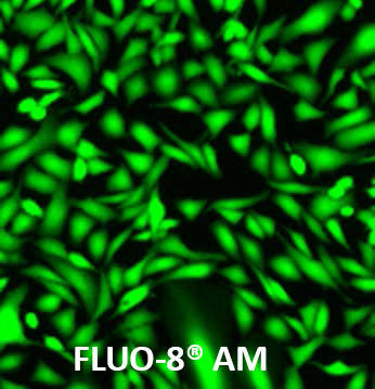 百萤生物今日推荐 最好用的fluo-8钙离子指示剂_细胞_卡巴_荧光