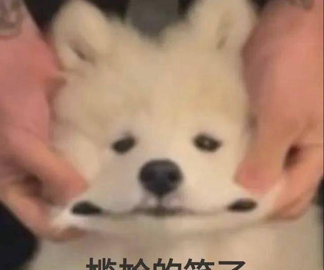 冠军预订!那就发个表情包敷衍一下,还有那一个个突出的小