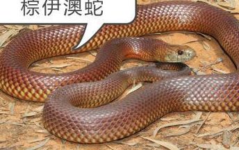 原创在我国最毒的蛇是哪种它能在世界毒蛇名号里排第几名