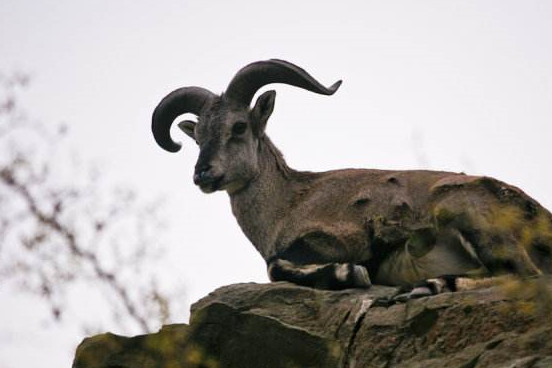 最会攀岩的羊,身处万丈深渊的艺高"羊"胆大_岩羊_生活_威胁