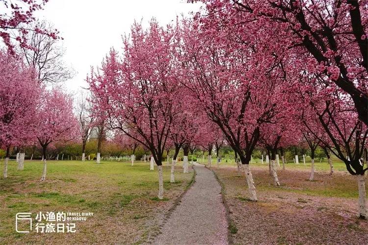 原创又一个赏梅好去处就在西安闹市花美景更美地铁直达没门票