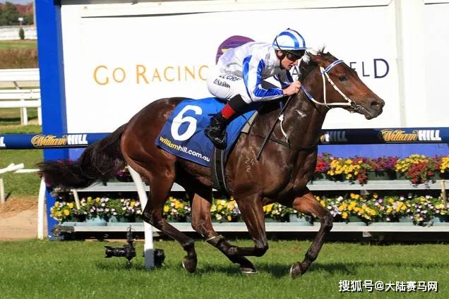 机不可失世界最贵种公马迪拜威孙女身怀国际一级赛冠军子嗣回国