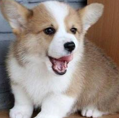 原创长毛柯基软萌可爱养长毛柯基以下几点你注意到了吗