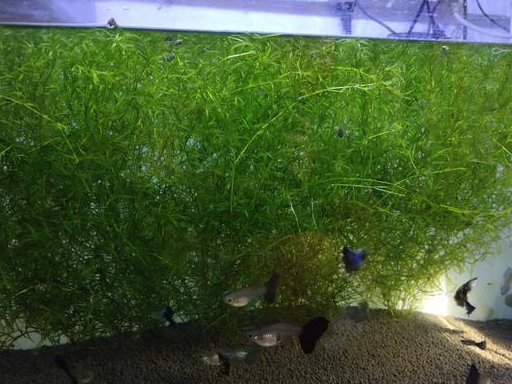 太多的水草生长,不利于我们对于孔雀鱼的状态观察,有一些患病的孔雀鱼