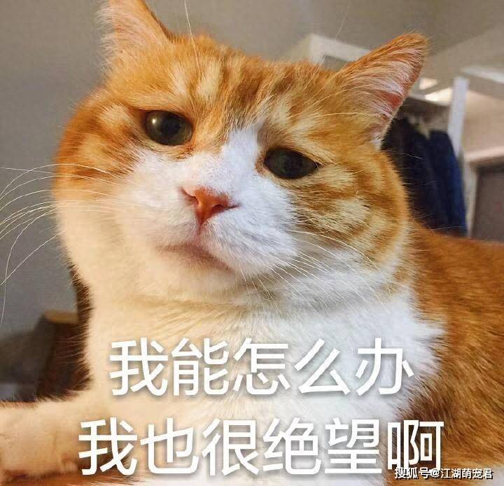 原创兽医让猫咪上床一起睡觉有这些好处不是忽悠你的