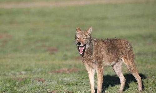 李微漪"中国第一狼女":十年前卖房救狼养狼,十年后与狼再次相逢_格林