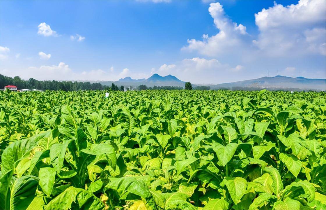 入职中国烟草三部曲