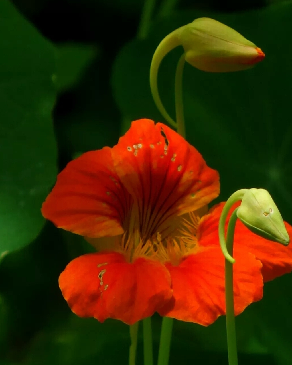城市绿化花坛布置植物旱金莲,美丽而动人