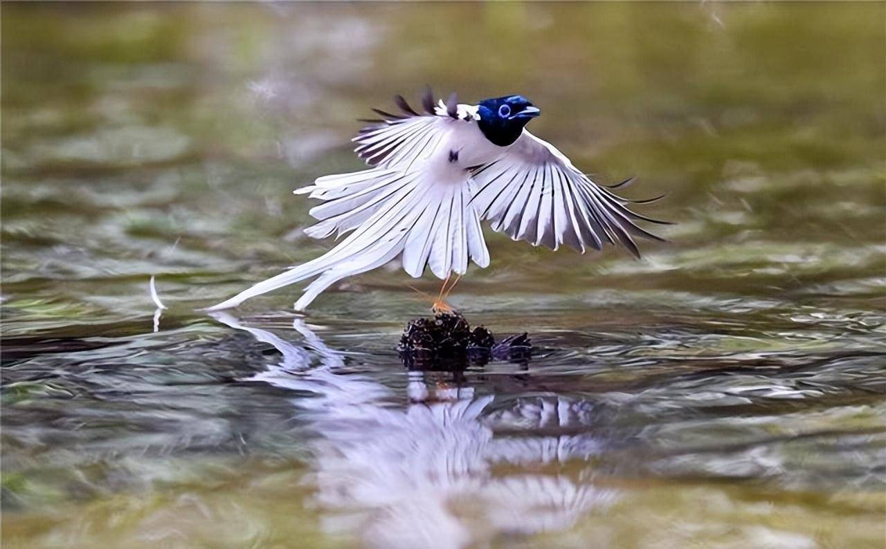 重庆发现一种鸟,雄鸟老了全身羽毛变白,雌鸟交配后尾羽自动脱落_鸟类