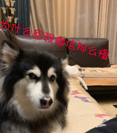 原创搞笑gif果然什么样的主人养什么样的宠物二哈你还好吗