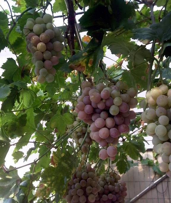 原创阳台插根葡萄枝不用施肥就疯长来年葡萄结出一串串吃得过瘾