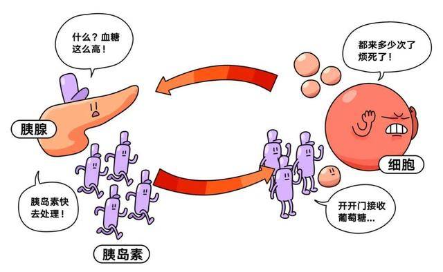 简单来说,就是身体对胰岛素的敏感性下降了,导致血糖水平升高,胰岛素