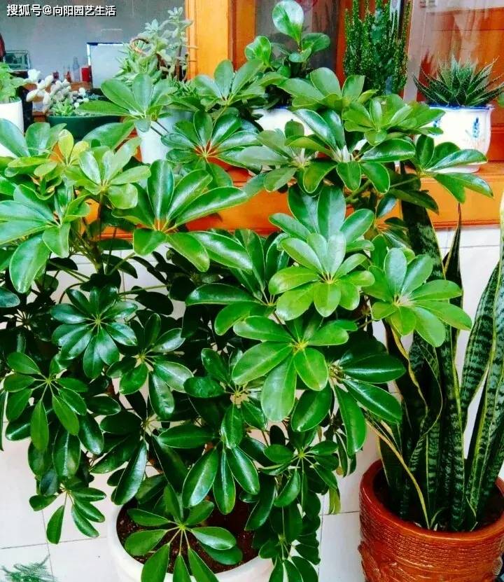 家中阳台养这3种植物寓意招财进宝天天都有好心情