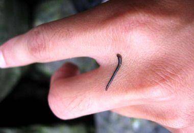 有蛊药的特殊配制液中,这泥鳅便成为蛊,如果有人吃了这泥鳅,就会中蛊