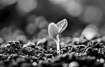 嫩芽破土——向下扎根 向阳生长_种子_土壤_自然界