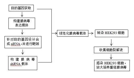 实验流程图4.样本送检样品类型一:冻干细胞样品需求:1.