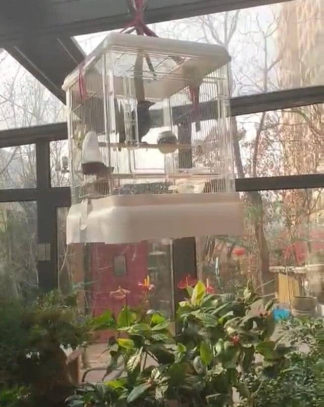 原创杨幂晒豪宅花园春意盎然养猫做饭后再添新技能网友评论扎心了