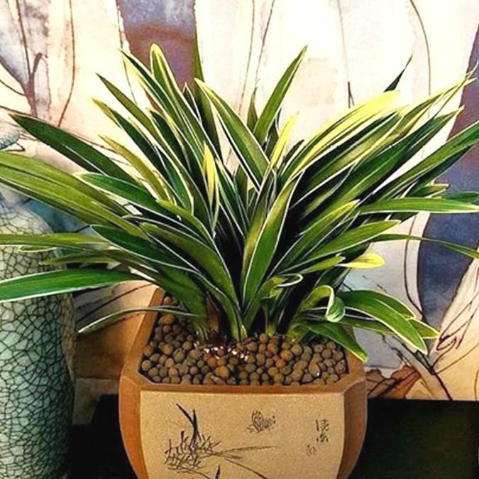 兰花中国龙,怎么照顾?用2妙招,长得俊俏又挺拔