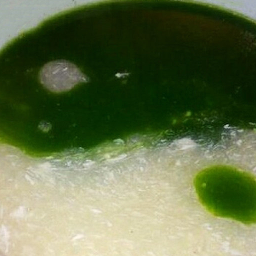 原创自制太极羹营养丰富清新可口口感棒极了