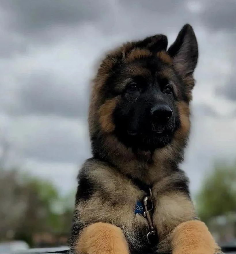 原创德牧幼犬怎么样做到这8点保证你的德牧具有无法超越的霸气