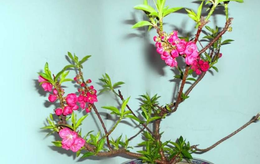 分为很多品种,红花碧桃,红叶碧桃,白花碧桃等.