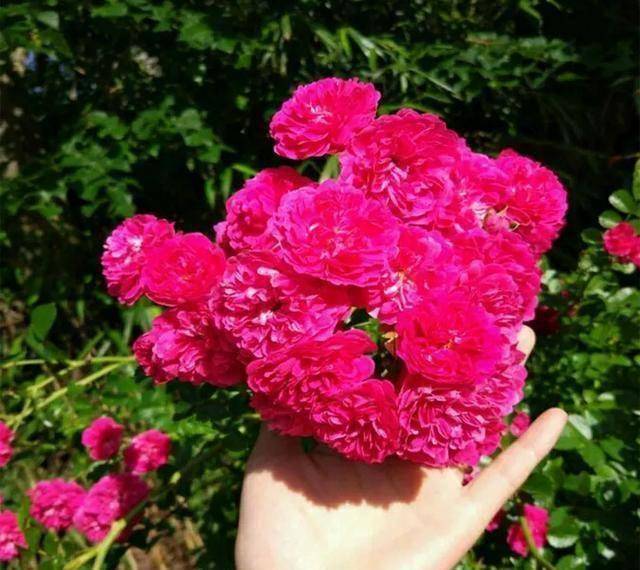 3〕,藤本月季藤本月季是一种花期很长的花卉,而且开花量很大,卡花