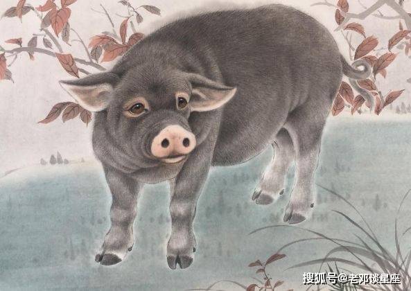 只要有一线希望,猪年出生的人就会全力以赴,一定会成功.