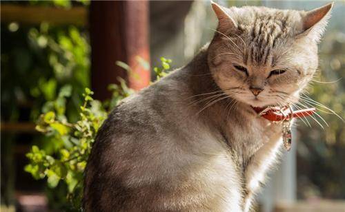 原创为何古人从不吃猫看看本草纲目里都写了啥你还敢吃吗