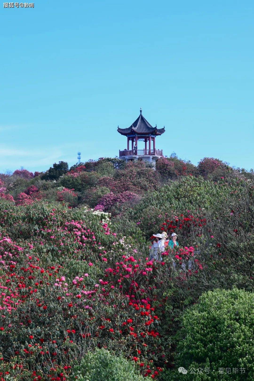 毕节百里杜鹃门票图片