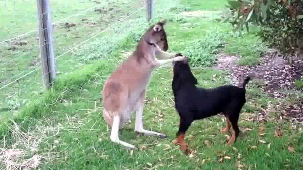 原创袋鼠被2条猎犬夹击不料袋鼠突然发怒这下猎犬可惨了