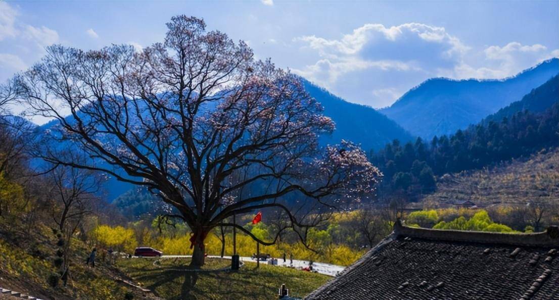 车游周至:寻壮美秦岭春色 探缤纷花海秘境