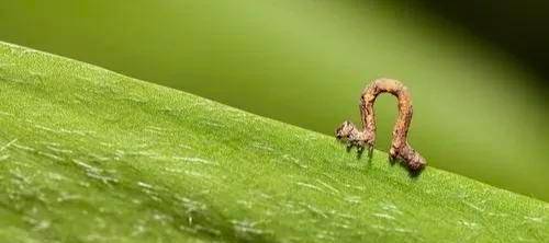 尺蠖之屈以求信也龙蛇之蛰以存身也该如何理解