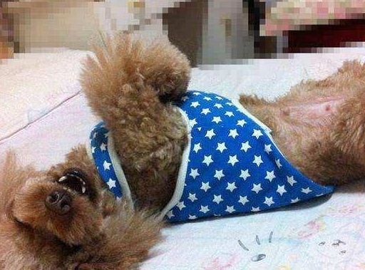 原创泰迪的睡姿代表它的性格出现最后一种主人要警惕了