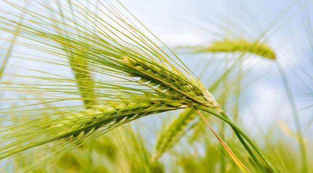 原创今日小满小满后面为什么没有大满这个节气的名字很特殊