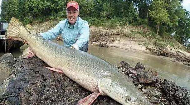 原创一条鱼把一座城闹得鸡犬不宁他在中国的历史比鳄鱼还要恐怖