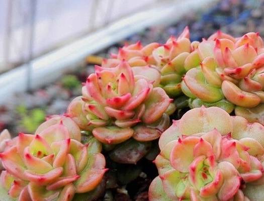 油光发亮的景天科多肉植物蜡牡丹